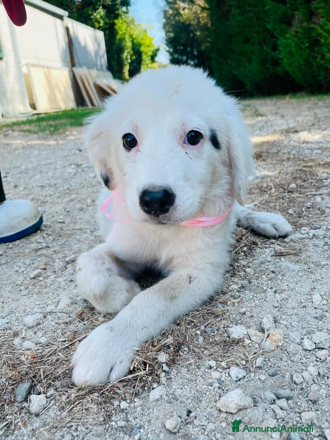 Altre razze cani in regalo: Tenerissimi cuccioli s. Maremmani - Annuncio 1