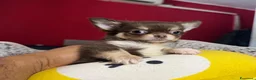 Chihuahua cani in vendita: due maschietti chihuahua pelo lungo pedigree enci  - Annuncio 5