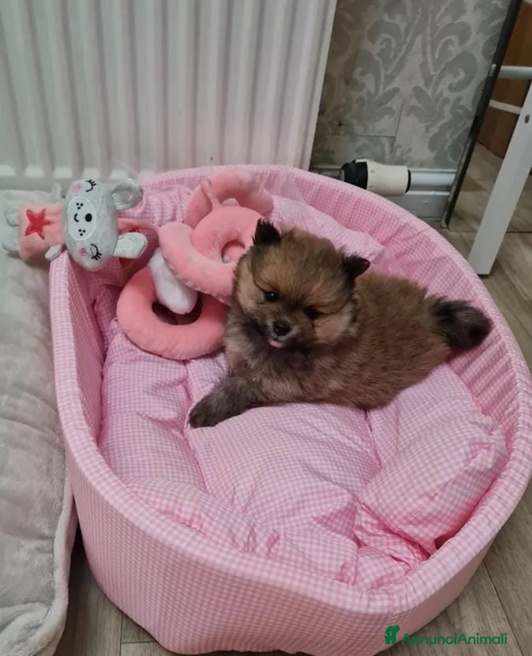 Volpino Pomerania cani in vendita: Adorabili cuccioli di Pomerania mini Teddy  - Annuncio 3
