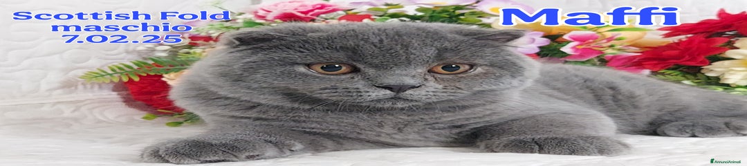 Scottish Gattino 2