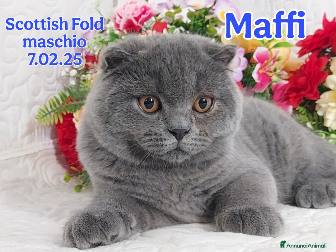 Scottish gatti in vendita: Scottish Fold/Straight  e British  a Città Metropolitana di Torino - Immagine 2