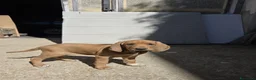 Segugio cani in vendita: Cuccioli di segugio italiano - Annuncio 5