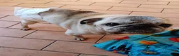 Carlino cani in regalo: regalo cane carlino  - Annuncio 3