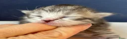 Siberiano gatti in vendita: SIBERIANI GATTINI IPOALLERGENICI - Annuncio 16