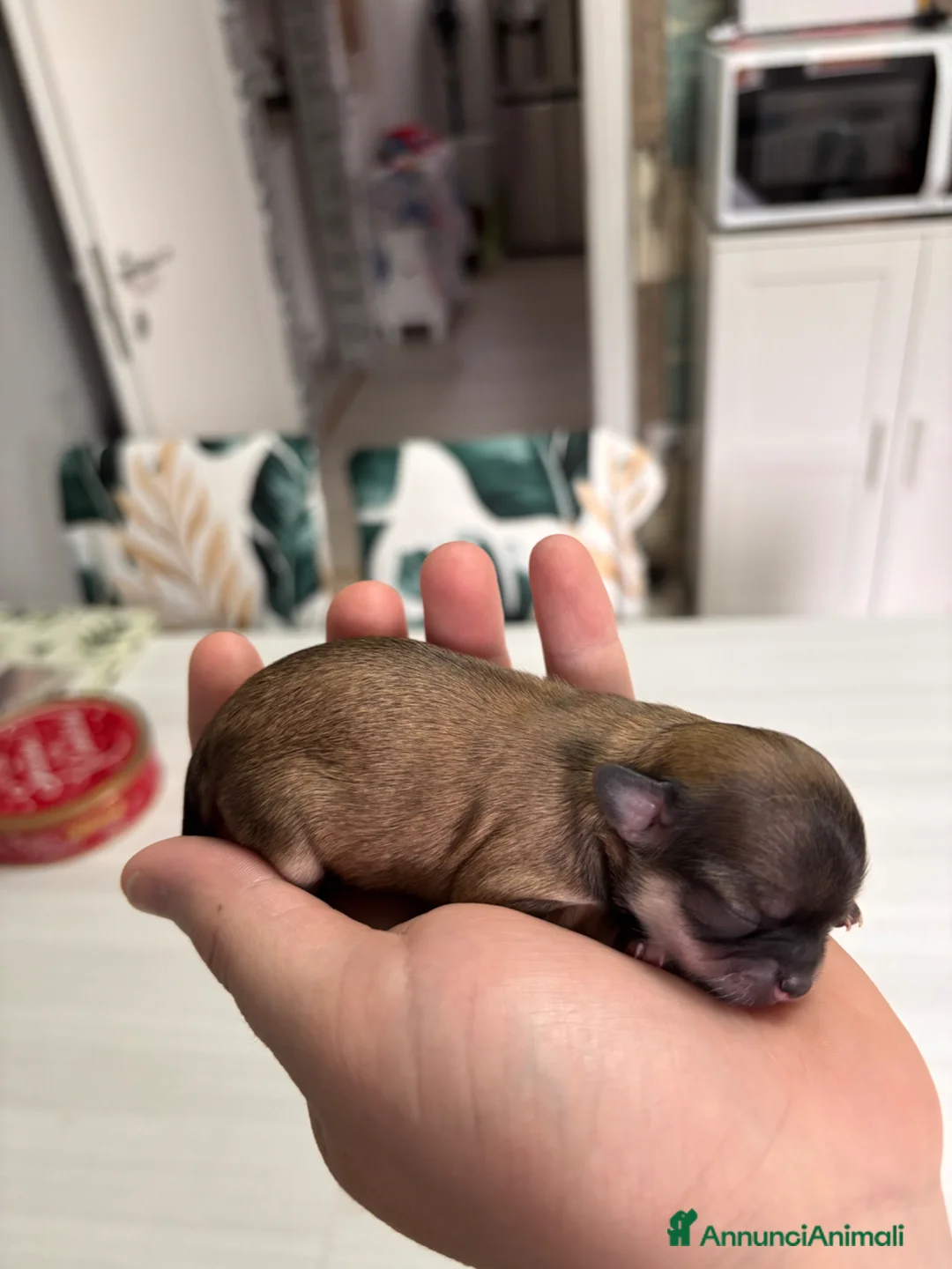 Chihuahua cani in vendita: Chihuahua pelo lungo  - Annuncio 2