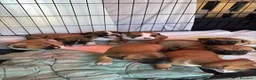 American Staffordshire cani in vendita: Cuccioli di Amstaff - Annuncio 1