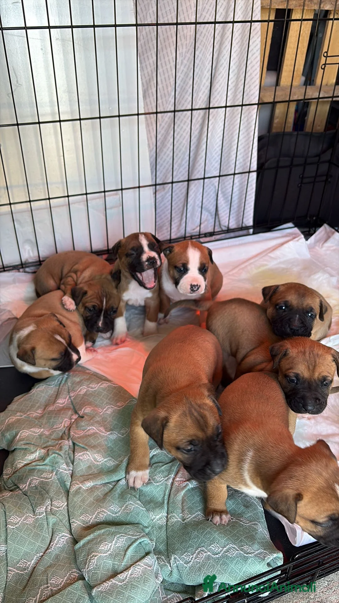 American Staffordshire cani in vendita: Cuccioli di Amstaff - Annuncio 1