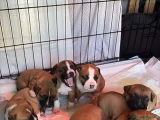 American Staffordshire cani Cuccioli di Amstaff - Annuncio 5