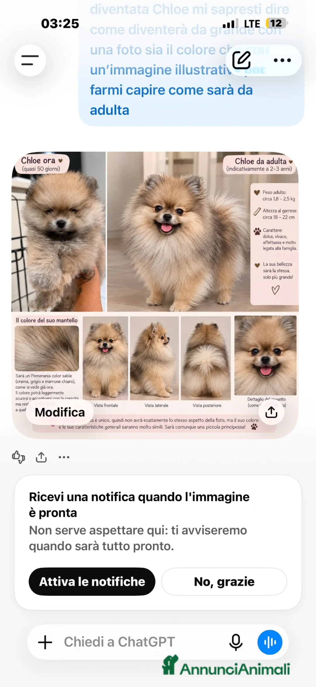 Volpino Pomerania cani in vendita: Bellissima femmina di Pomerania nano - Annuncio 6