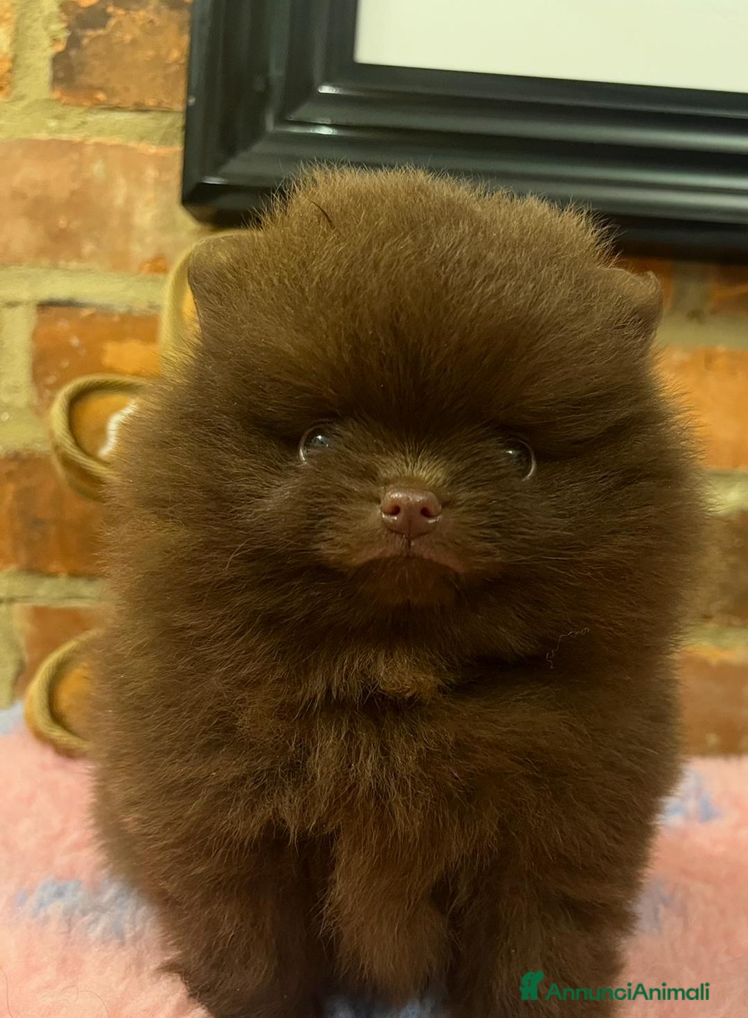 Volpino Pomerania cani in vendita: Adorabili Cuccioli di Pomerania - Annuncio 5