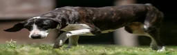 Meticcio cani in regalo: LA DOLCE RUGHETTA HA BISOGNO DI UNA CASA - Annuncio 3
