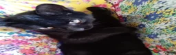 Europeo gatti in regalo: gatto nero 3 mesi cerca casa❤️ - Annuncio 3