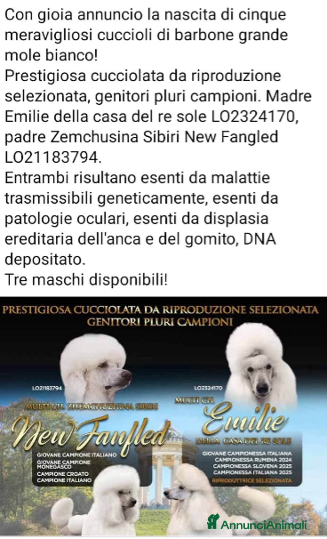 Barbone cani in vendita: Cuccioli di Barboncino con Pedigree ENCI 🐩 a Città metropolitana di Roma Capitale - Annuncio 5