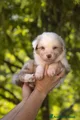 Australian Shepherd Cucciolo 1