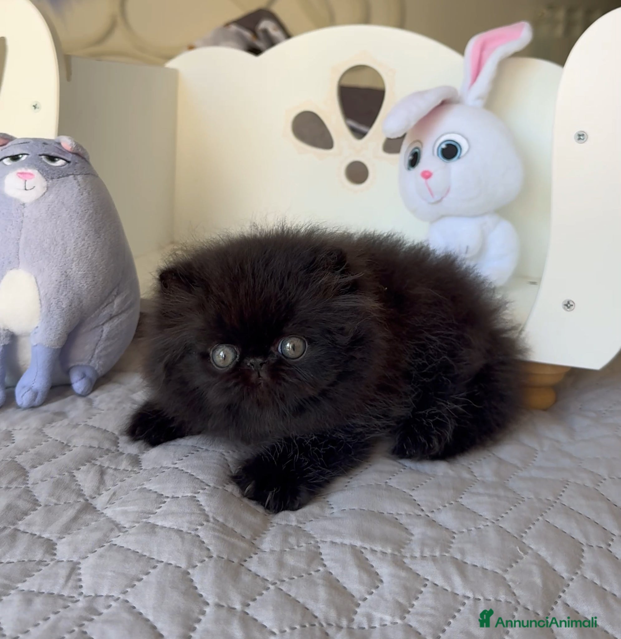 Persiano gatti in vendita: 🤍🖤 AnnaRita Oreo 🖤🤍 - Annuncio 4