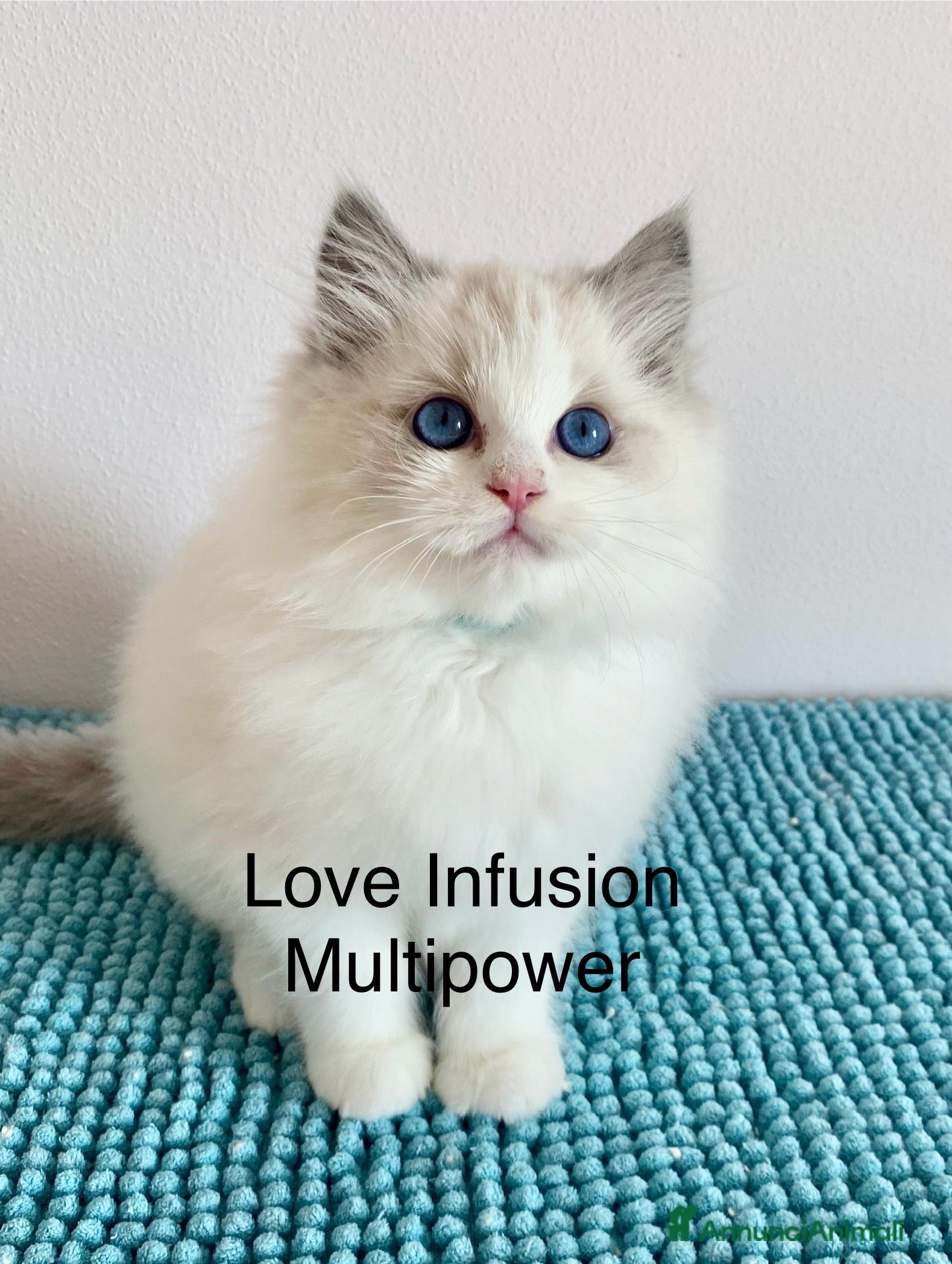 Ragdoll gatti Cuccioli ragdoll bicolor con Pedigree  - Annuncio 2