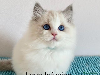 Ragdoll gatti Cuccioli ragdoll bicolor con Pedigree - Annuncio 34