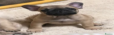 Bulldog Francese 3
