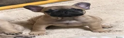 Bulldog Francese cani in vendita: Bulldog francese a Città metropolitana di Catania - Annuncio 2