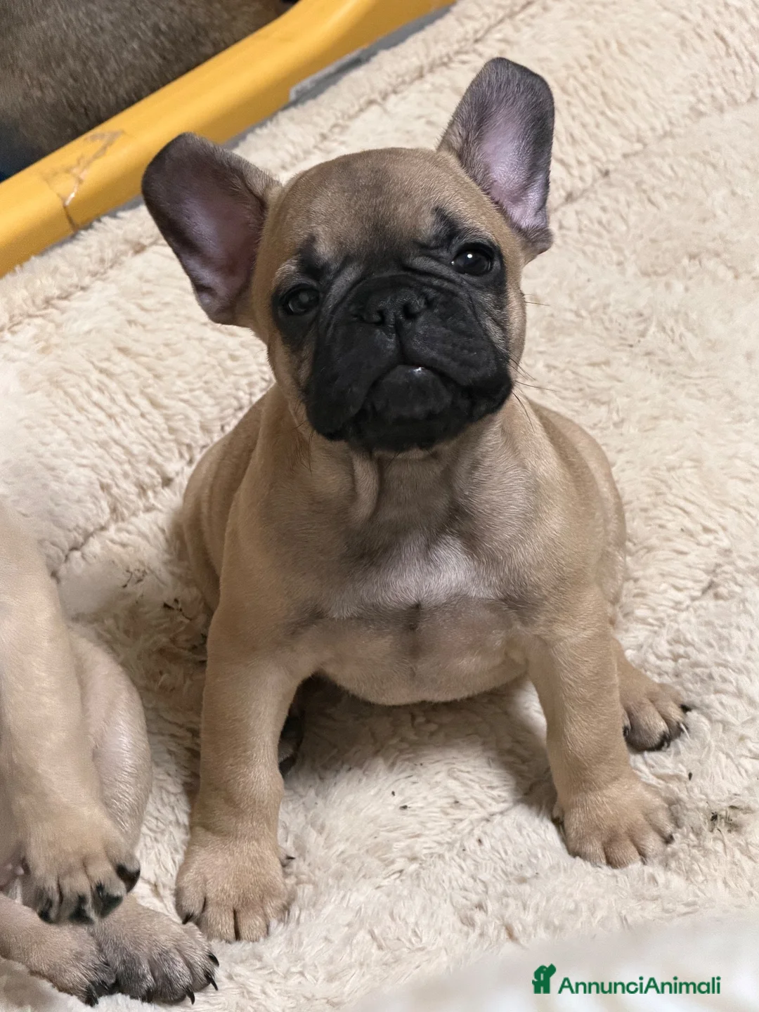 Bulldog Francese cani in vendita: Bulldog francese a Città metropolitana di Catania - Annuncio 2