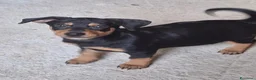 Meticcio cani in regalo: MIKY 💙 quegli occhioni dicono tutto 😍 a Provincia di Asti - Annuncio 5