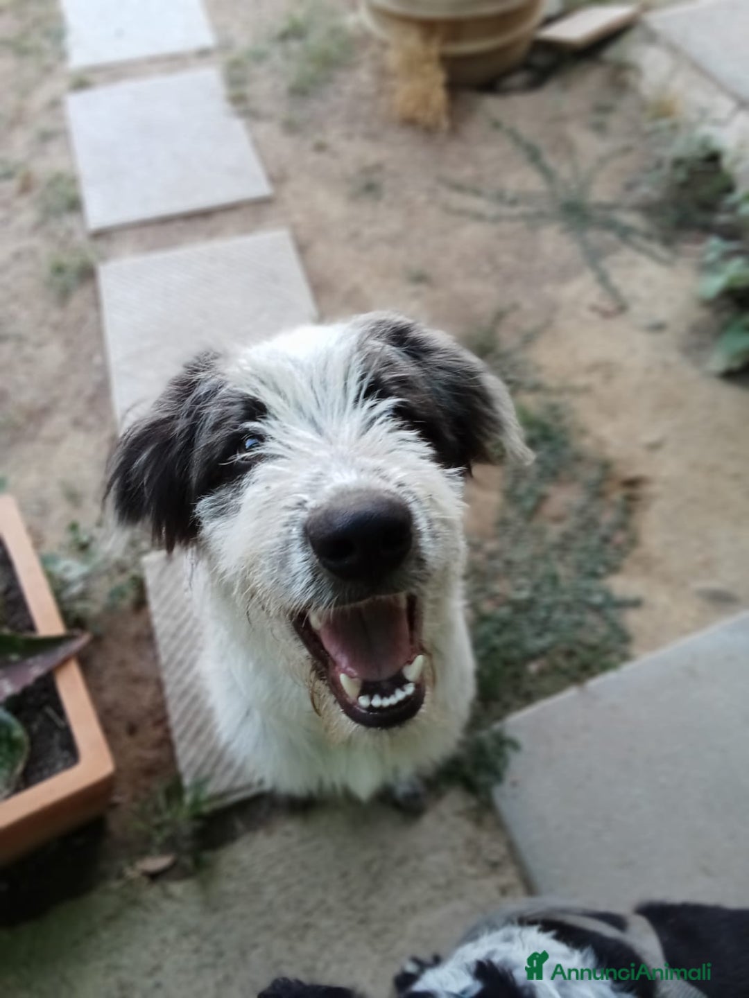 Meticcio cani in regalo: Meticcio in regalo  - Annuncio 4