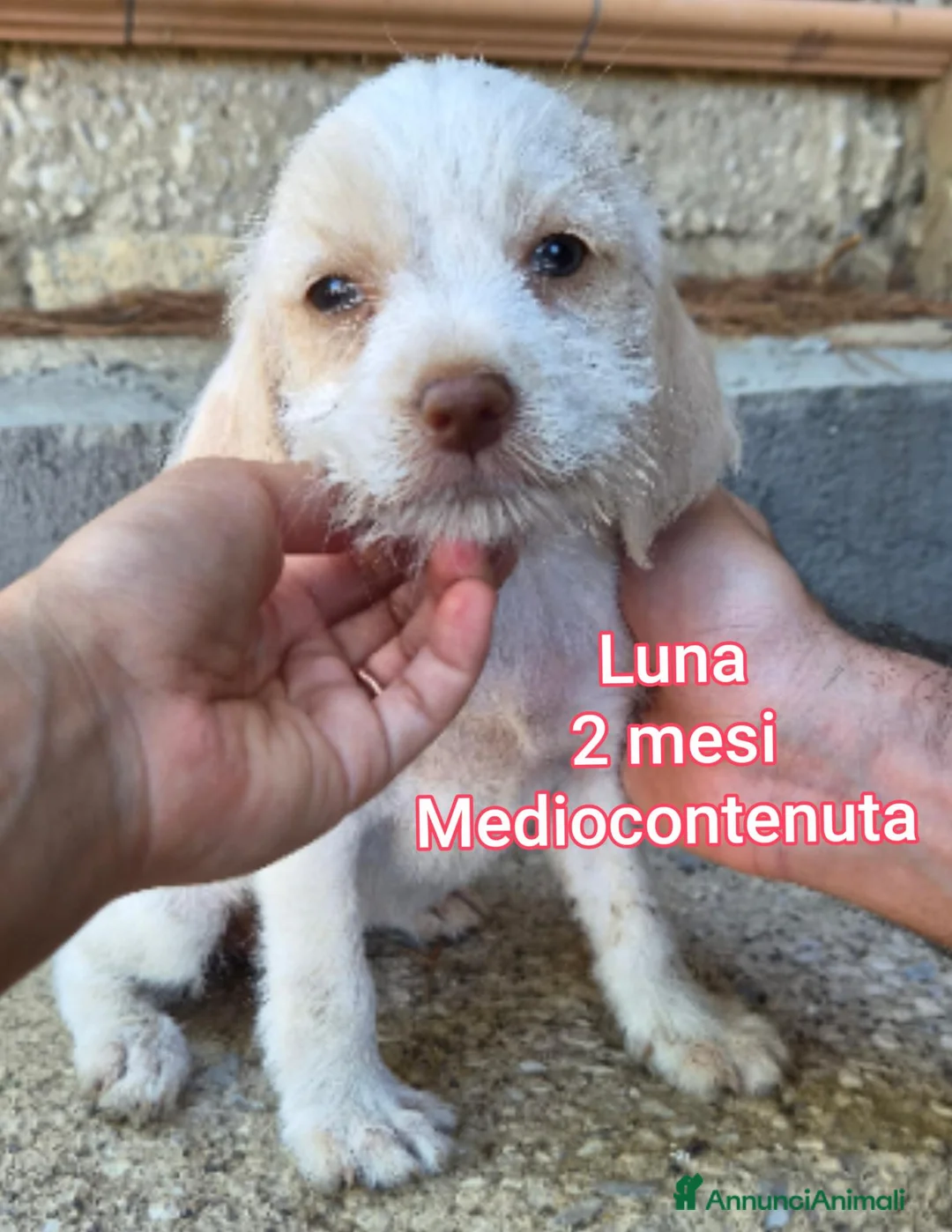 Meticcio cani in regalo: SALVA UN CUCCIOLO! a Provincia di Reggio Emilia - Annuncio 12