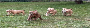 Pitbull 2