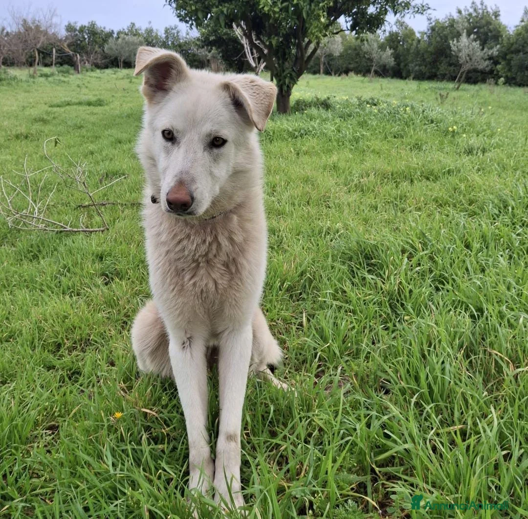 Meticcio cani in regalo: LUNA 🩷 - cucciolona scattante e dolce, cerca 🏡  - Annuncio 5