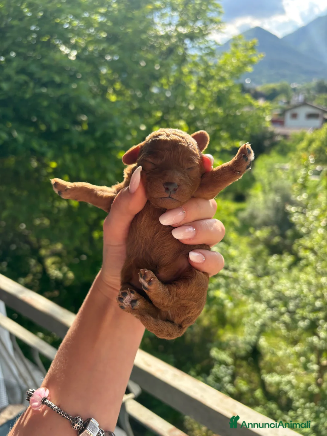 Barboncino Toy cani in vendita: Barboncini toy red intenso - Annuncio 8