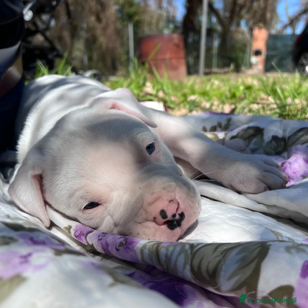Dogo Argentino cani in vendita: Cucciolo maschio dogo argentino  - Annuncio 2