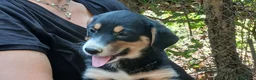 Meticcio cani in regalo: MAGNUM HA BISOGNO DI UNA CASA E TANTO AMORE - Annuncio 4