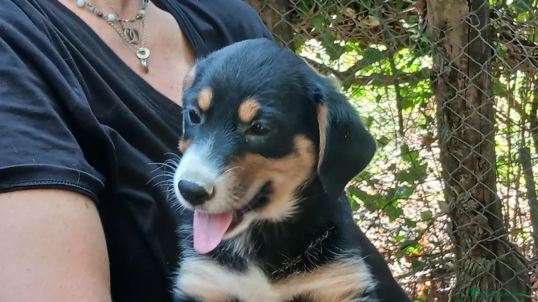 Meticcio cani in regalo: MAGNUM HA BISOGNO DI UNA CASA E TANTO AMORE - Annuncio 4
