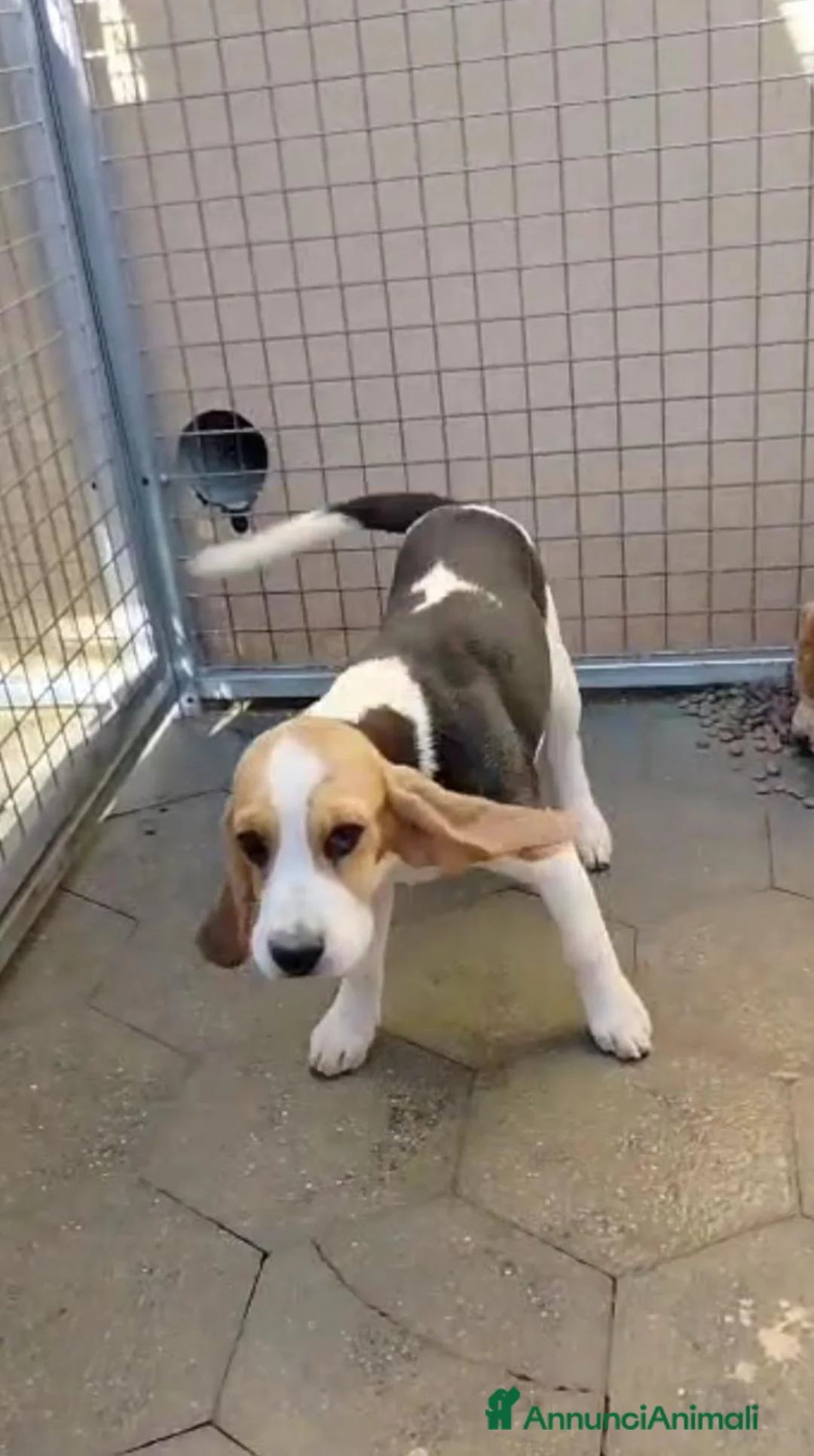 Beagle cani in regalo: Cuccioli di beagle taglia piccola - Annuncio 9