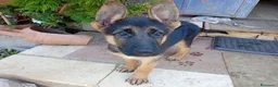 Pastore Tedesco cani in vendita: Cuccioli cane pastore tedesco  - Annuncio 4