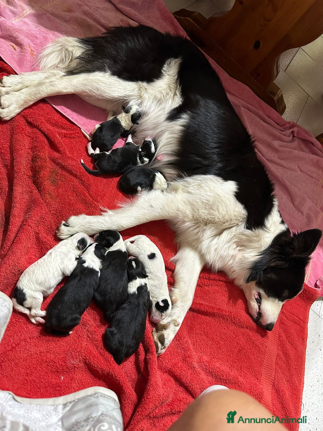 Border Collie cani in vendita: Cuccioli border collie puri  - Annuncio 5
