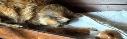 Maine Coon gatti in vendita: Maine coon cuccioli (Austin X Bastet) - Annuncio 1