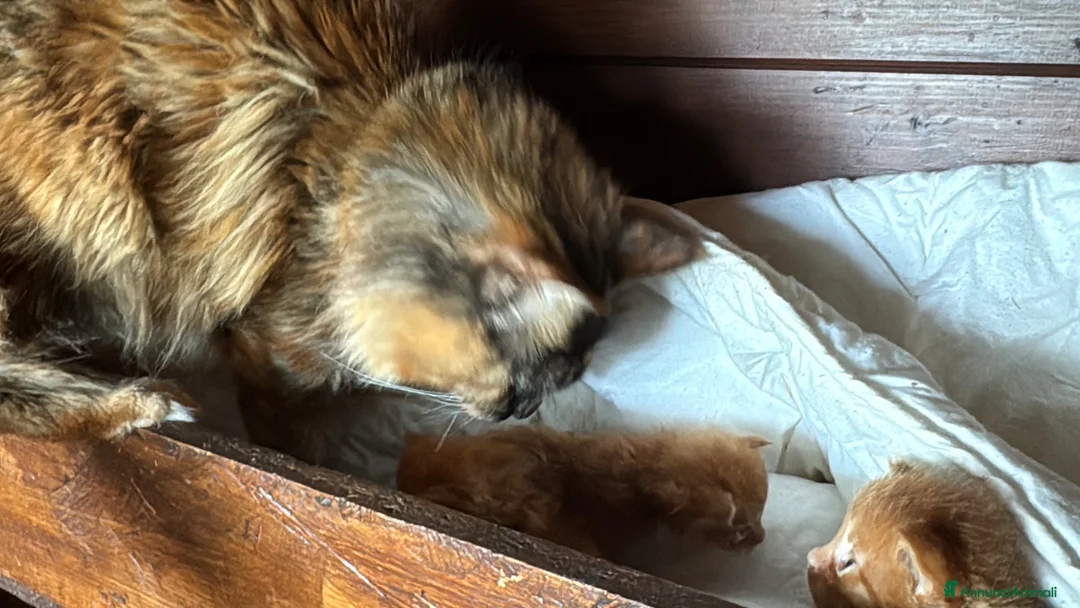 Maine Coon gatti in vendita: Maine coon cuccioli (Austin X Bastet) - Annuncio 1