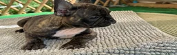 Bulldog Francese cani in vendita: Bulldog francese tigrato  - Annuncio 2