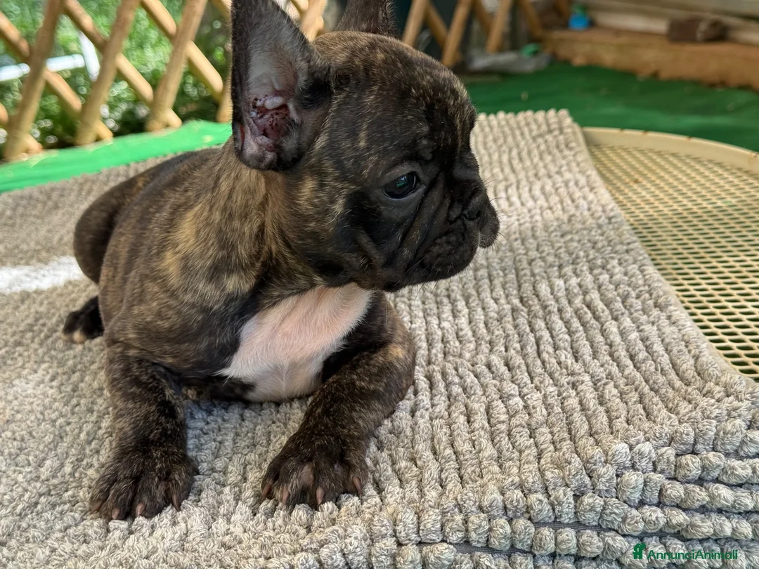Bulldog Francese cani in vendita: Bulldog francese tigrato  - Annuncio 2
