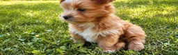 Maltipoo cani in vendita: Maltipoo originale - Annuncio 1