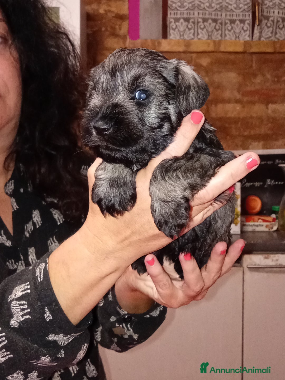 Mini Schnauzer cani in vendita: cuccioli di zwergschnauzer pepe sale - Annuncio 2
