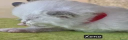Siberiano gatti in vendita: Cuccioli di gatto siberiano neva masquerade - Annuncio 23