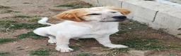 Meticcio cani in regalo: BISCOTTO ASPETTA UNA MAMMA  a Città metropolitana di Milano - Annuncio 4