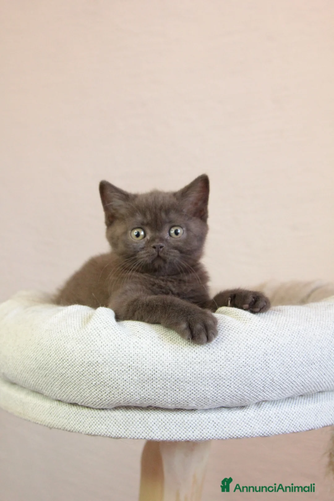 British gatti in vendita: British Shorthair  - Annuncio 13