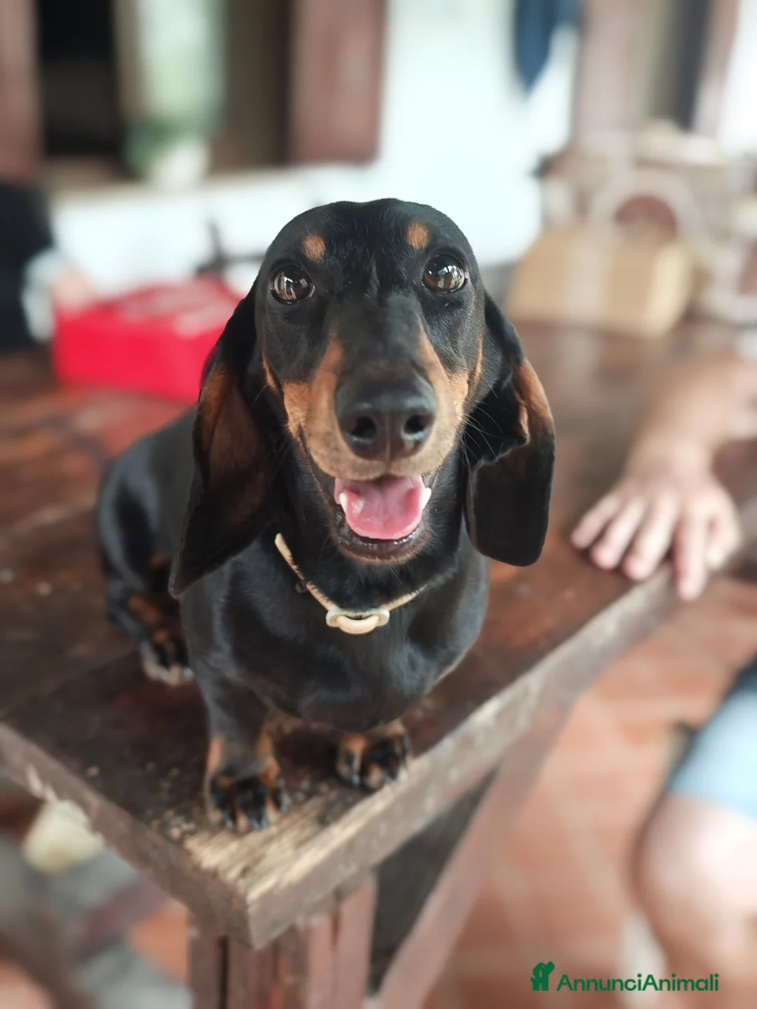 Bassotto cani in vendita: Vendo ultimo cucciolo di bassotto - Annuncio 1