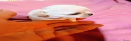 Chihuahua cani in vendita: Chihuahua con genealogia multi campioni ENCI  - Annuncio 5