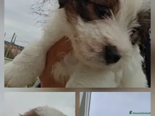 Jack Russell cani Cuccioli Jack Russell ruvidi - Annuncio 5