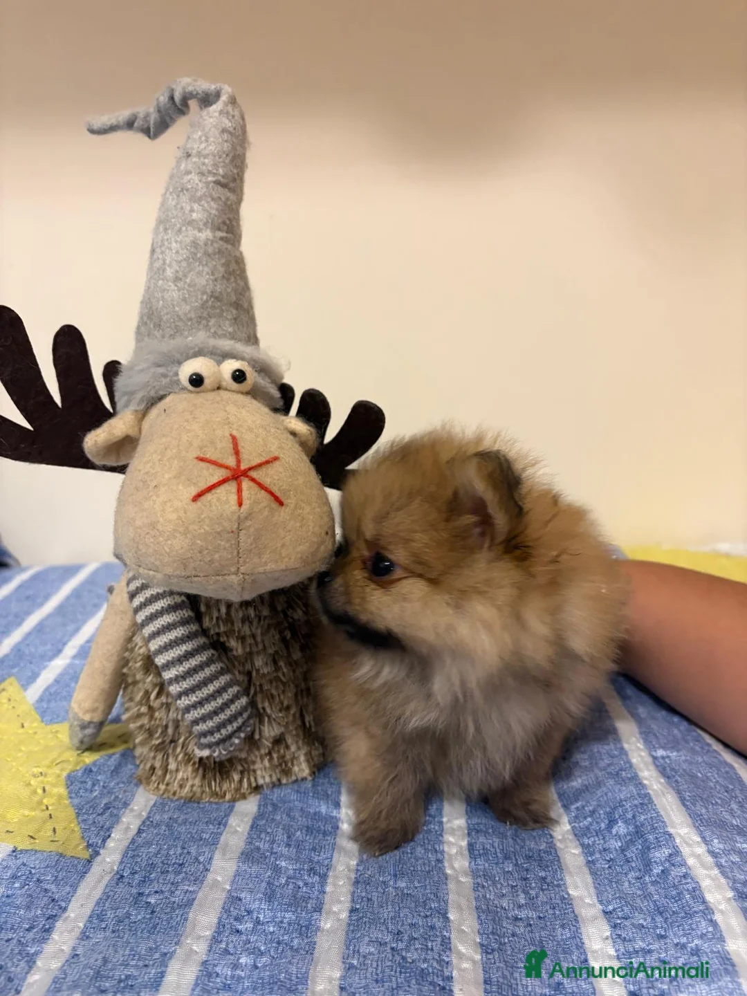 Spitz cani in vendita: Pomerania - Annuncio 4