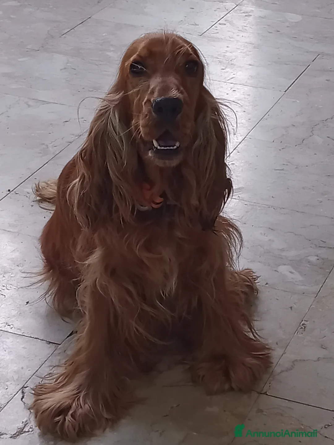 Cocker cani in vendita: Cocker inglese  - Annuncio 1